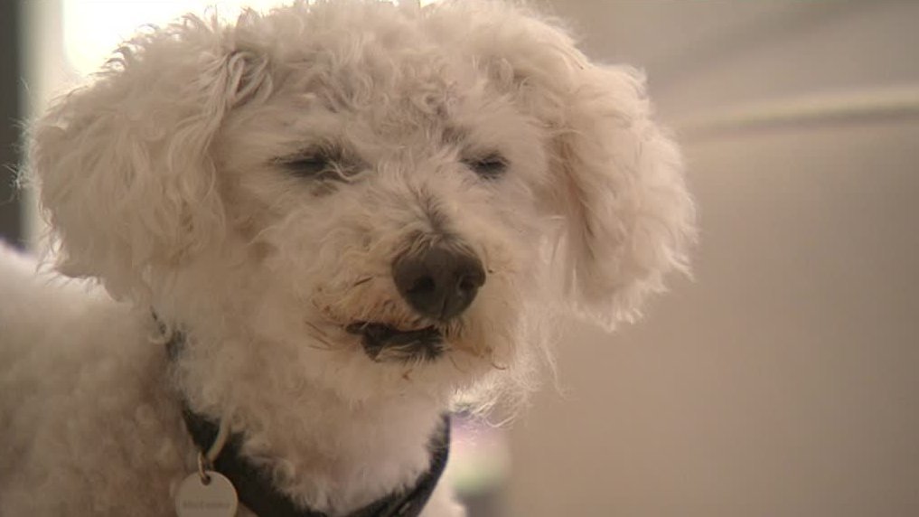 topaze-bichon-2006-1