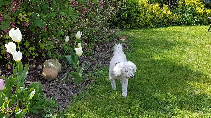 topaze-bichon-2006-3