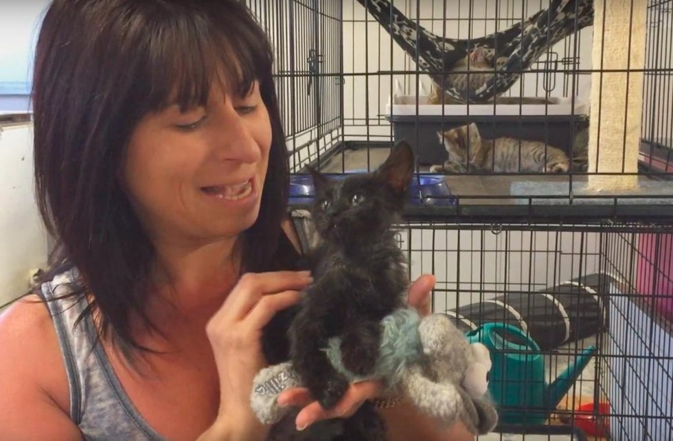 chaton-huile-moteur-sauvetage-1