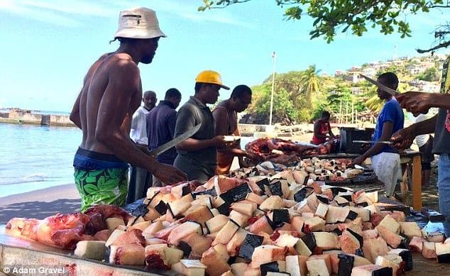 whaling_vincent_tourists_3