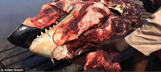 whaling_vincent_tourists_1