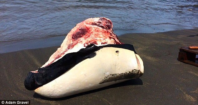 whaling_vincent_tourists_4