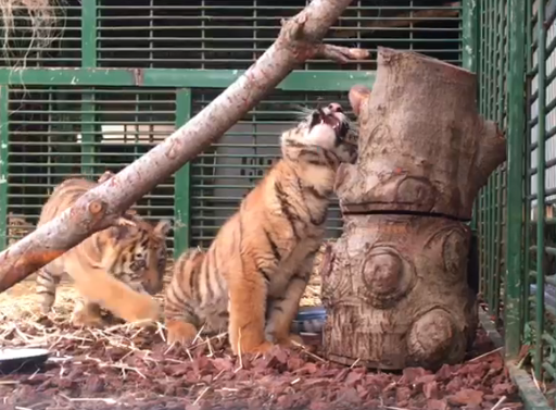 tigres-caisse-aeroport-5