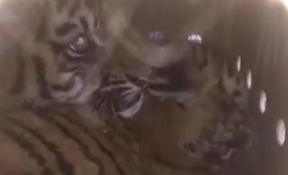 tigres-caisse-aeroport-2