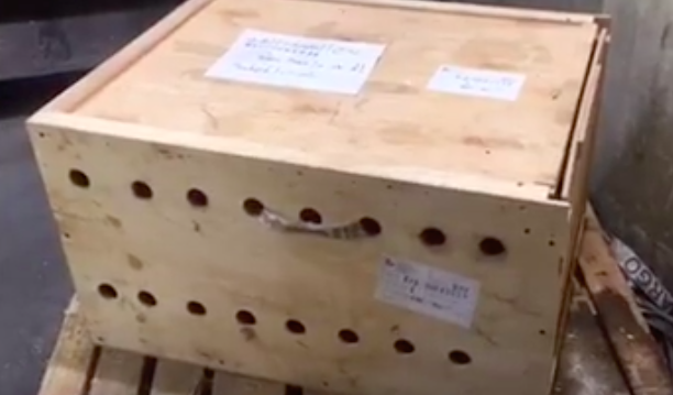 tigres-caisse-aeroport-1