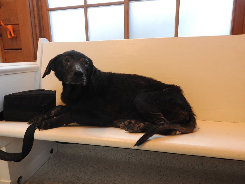 shelby chienne senior euthanasiée