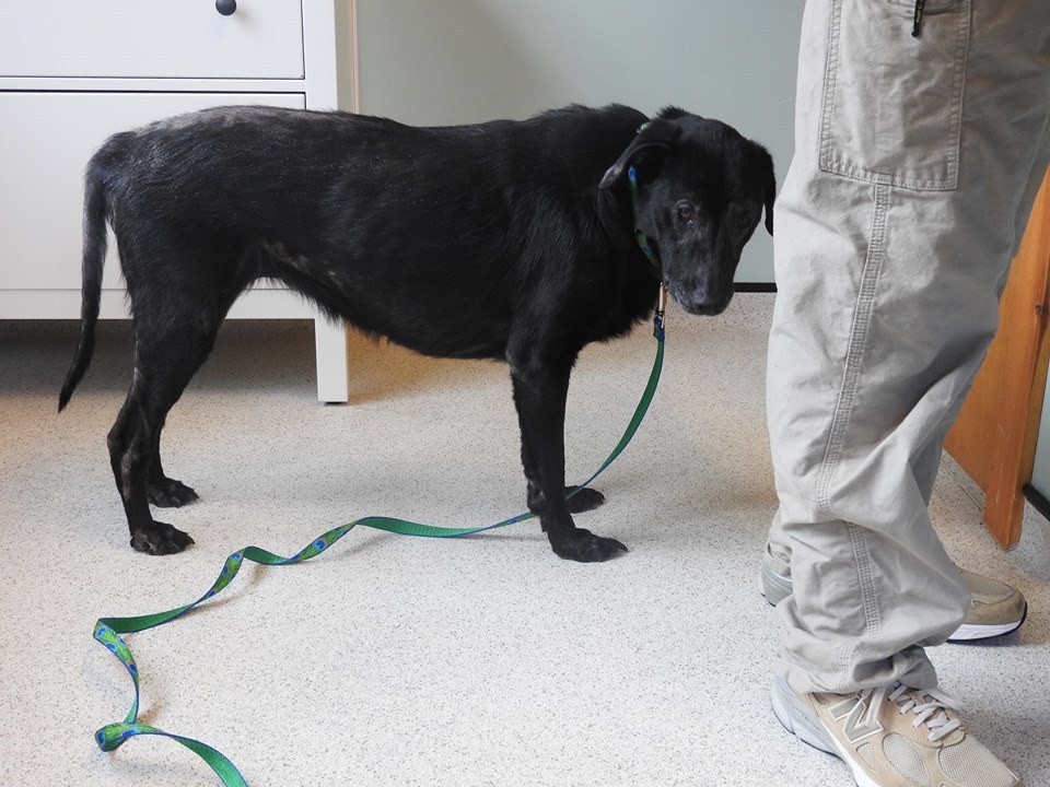 shelby-chienne-senior-euthanasie-3