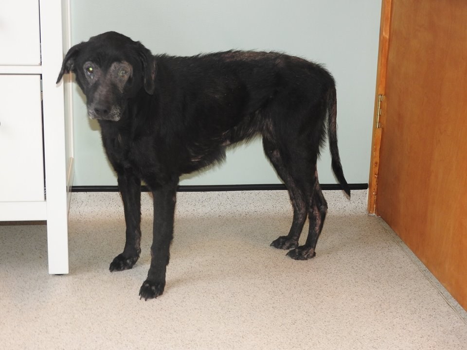 shelby-chienne-senior-euthanasie-2
