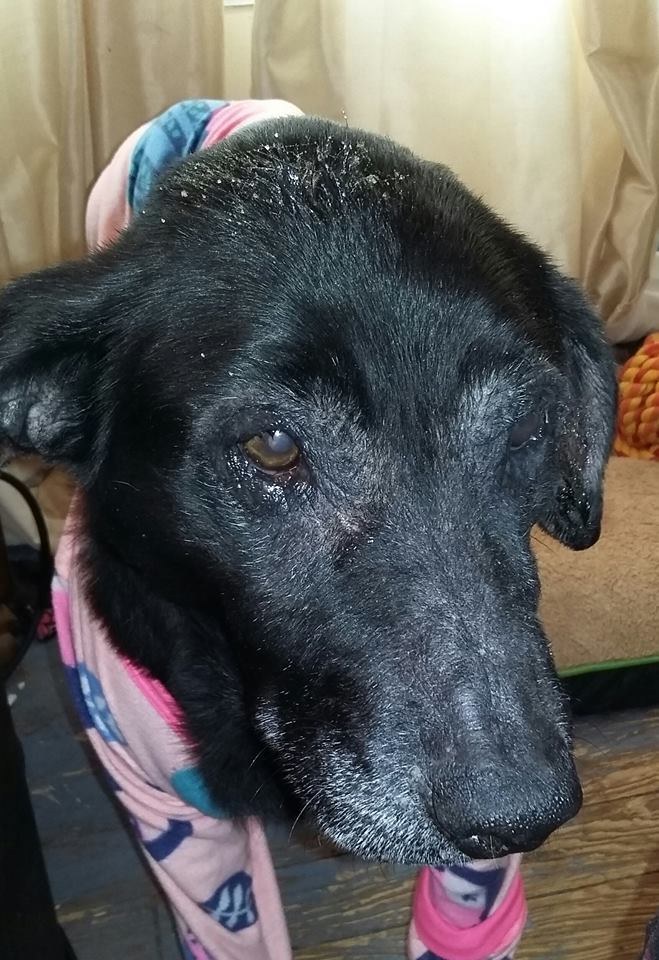 shelby-chienne-senior-euthanasie-4