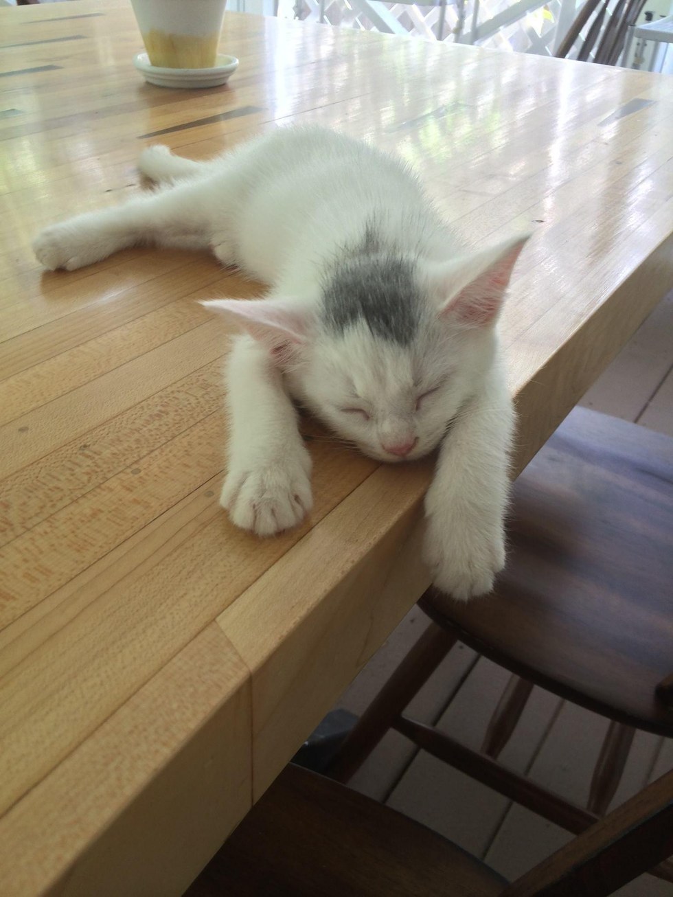 chien-braddy-chaton-tuukka-2