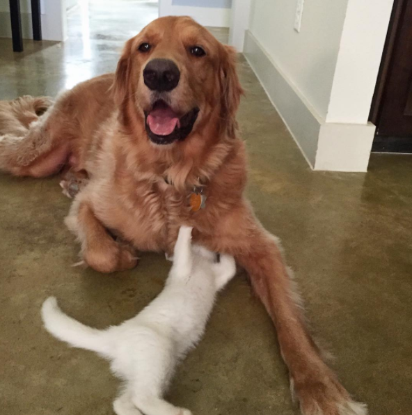 chien-braddy-chaton-tuukka-4