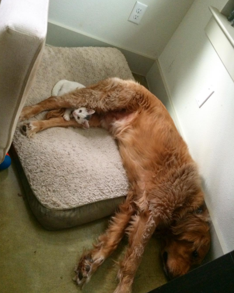 chien-braddy-chaton-tuukka-1