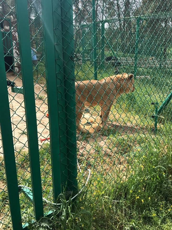 simba-lula-rescue-10