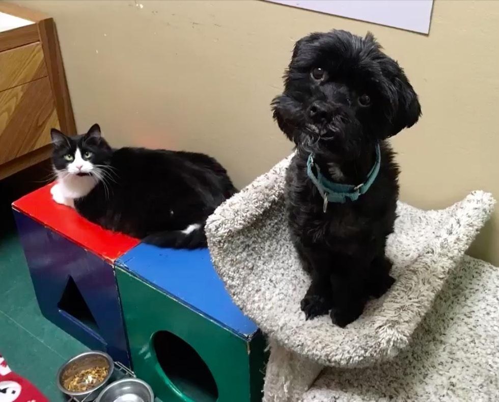 chat-rat-chien-inseparables-2