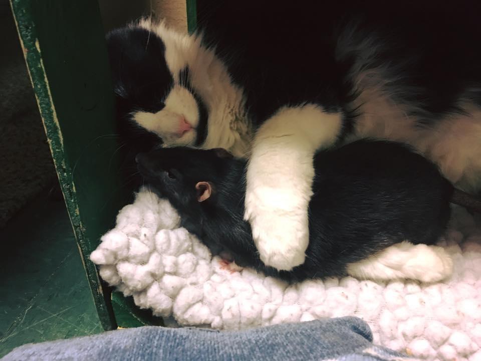 chat-rat-chien-inseparables-4