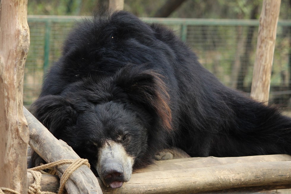 ours-dansant-nez-corde-7