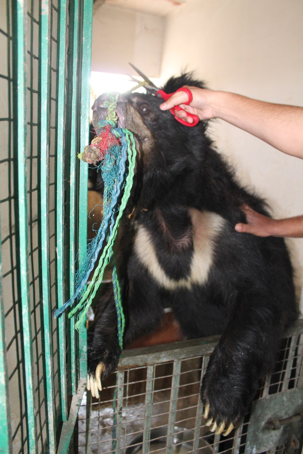 ours-dansant-nez-corde-4