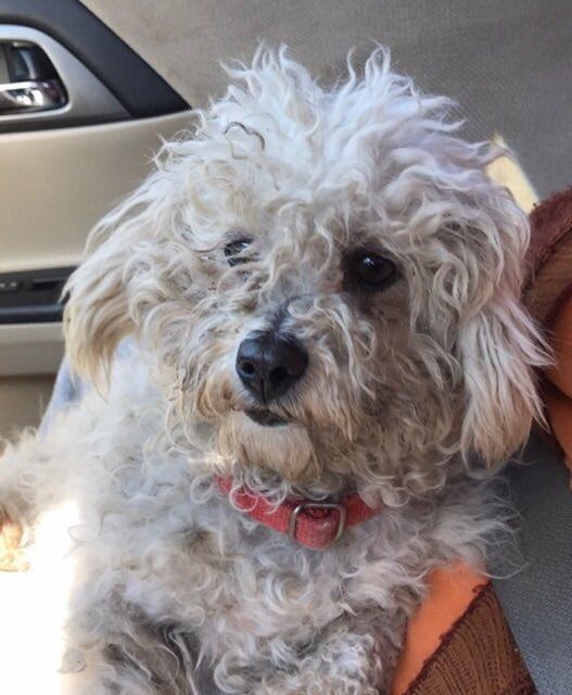 twinkle-chienne-peluches-chiots-1