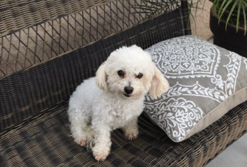 twinkle-chienne-peluches-chiots-4