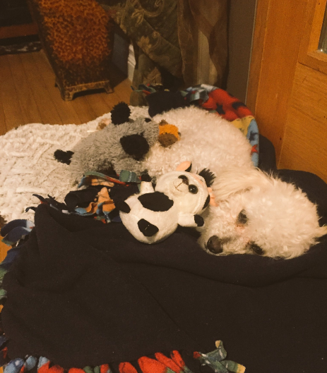 twinkle-chienne-peluches-chiots-3