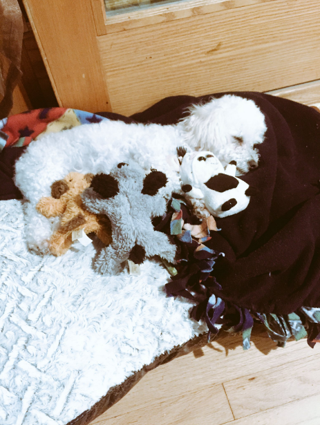 twinkle-chienne-peluches-chiots-2