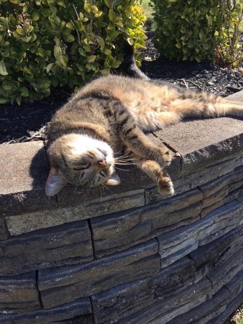 jimmy-chat-perdu-retrouve-1