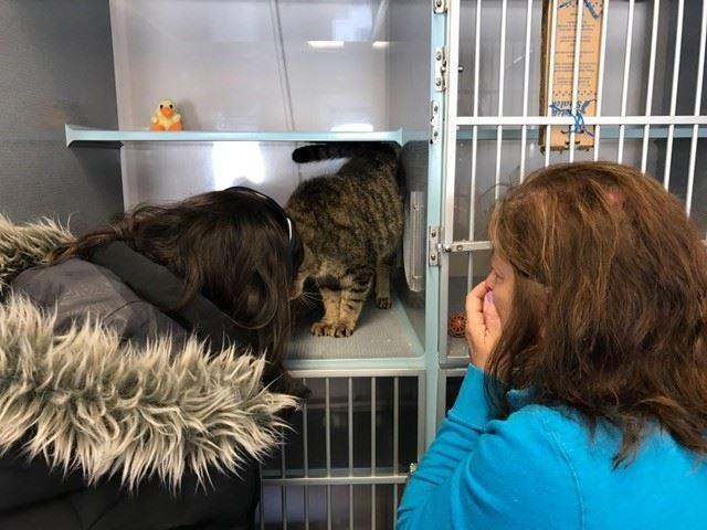 jimmy-chat-perdu-retrouve-4