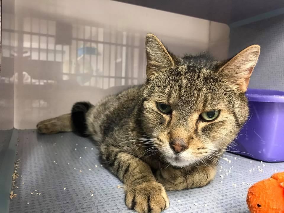 jimmy-chat-perdu-retrouve-3