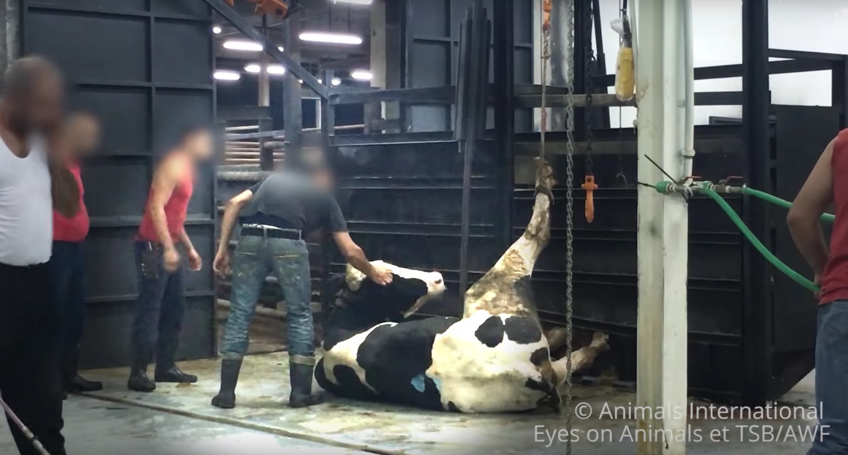 l214-bardot-ciwf-transport-liban-turquie-animaux-5