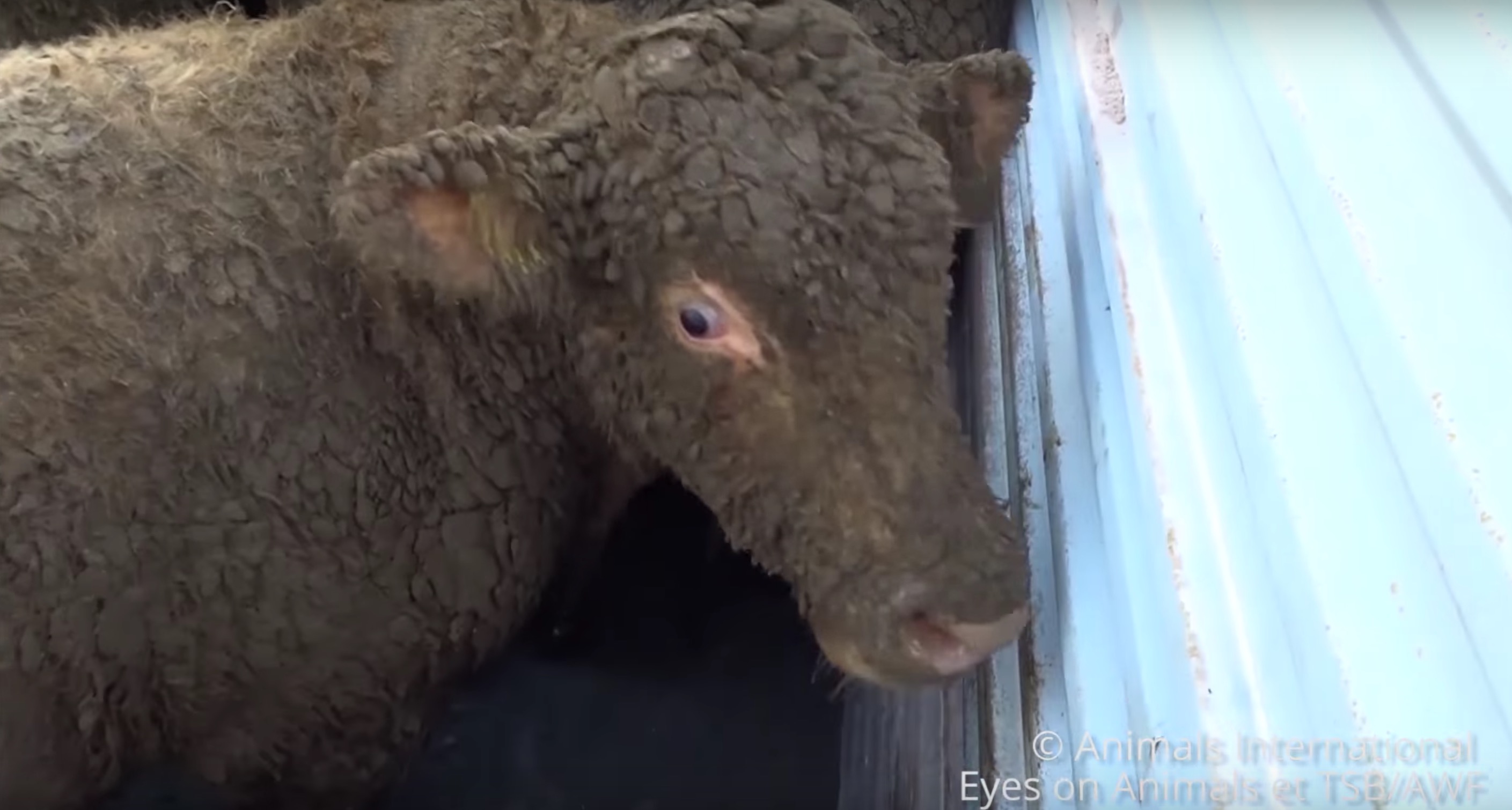 l214-bardot-ciwf-transport-liban-turquie-animaux-1