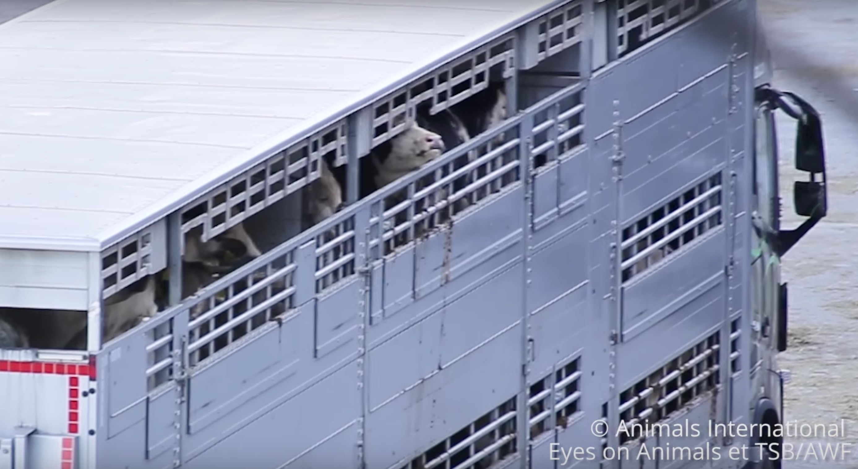 l214-bardot-ciwf-transport-liban-turquie-animaux-2