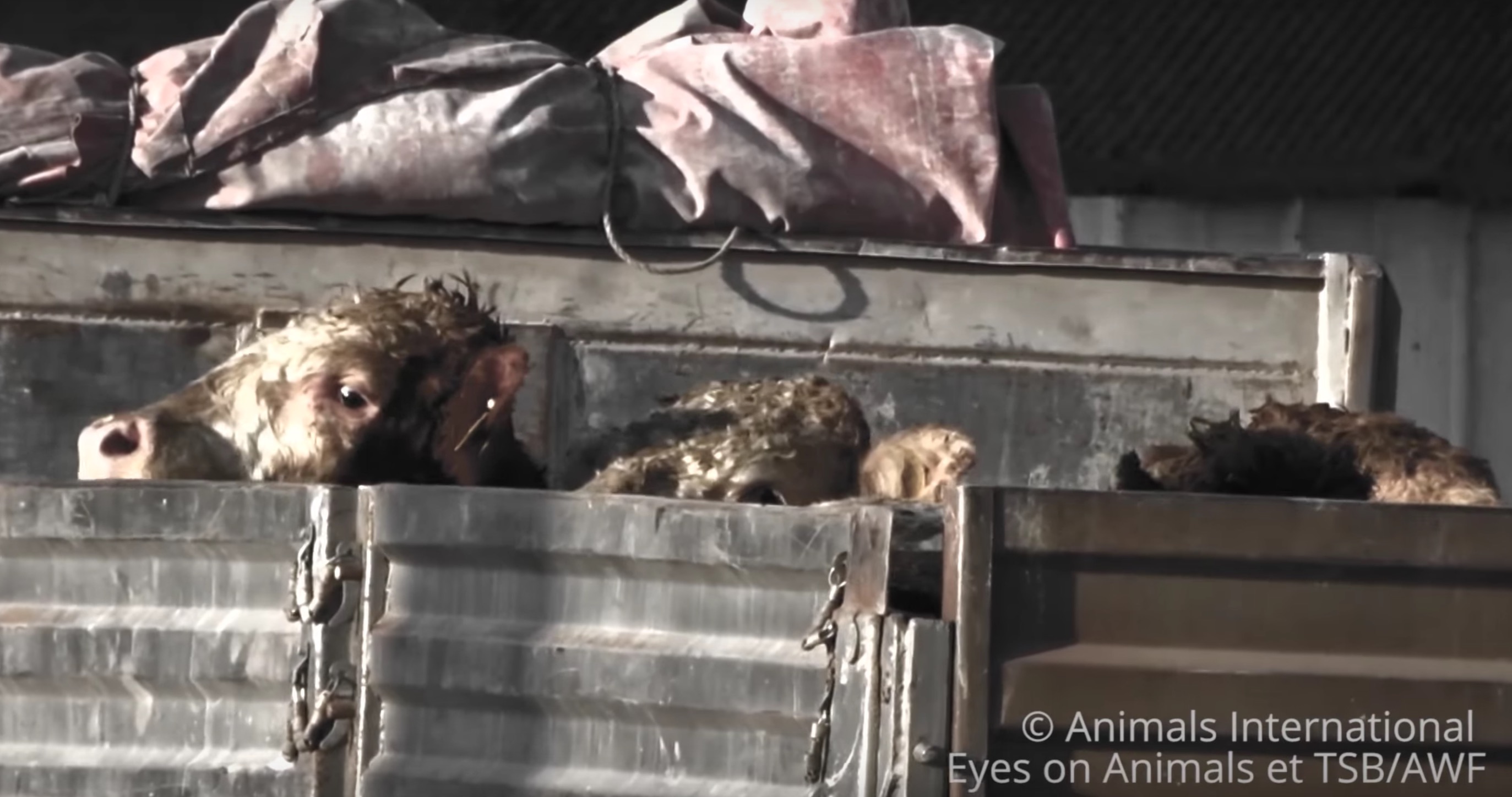 l214-bardot-ciwf-transport-liban-turquie-animaux-6