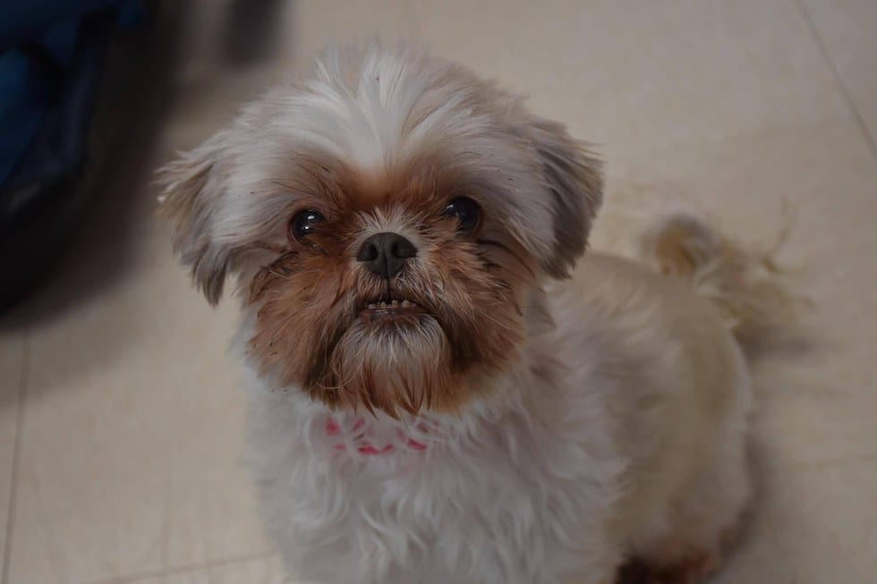 tunzy-officer-rescued-2