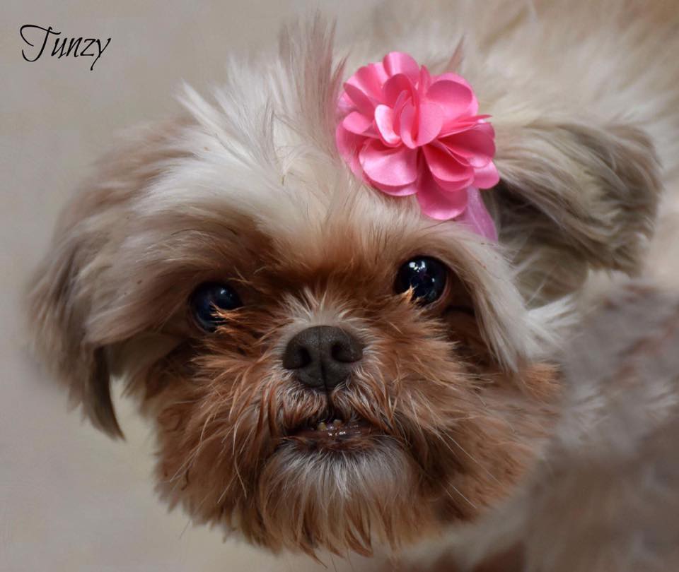 tunzy-officer-rescued-1