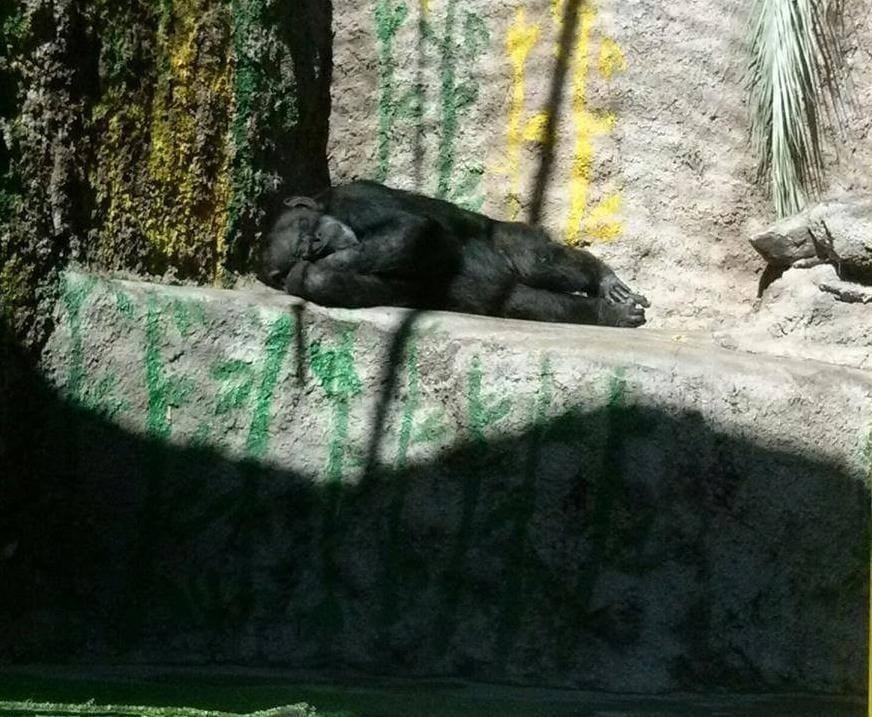 cecilia_ape_zoo_freedom_1