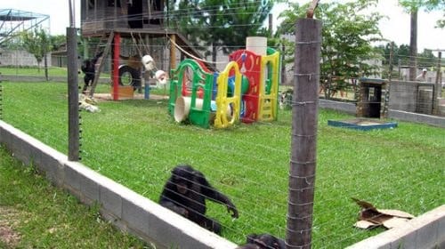 cecilia_ape_zoo_freedom_4