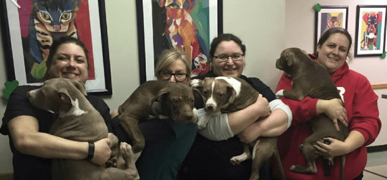 puppies-mange-michigan-4