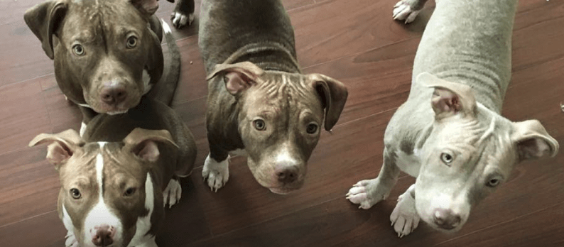 puppies-mange-michigan-1