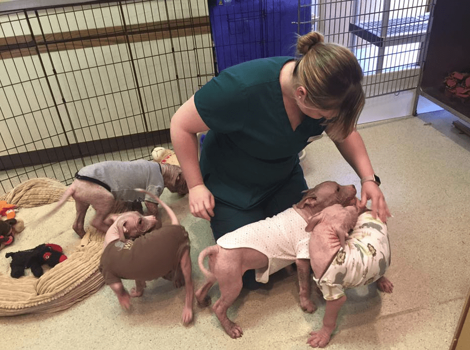 puppies-mange-michigan-6