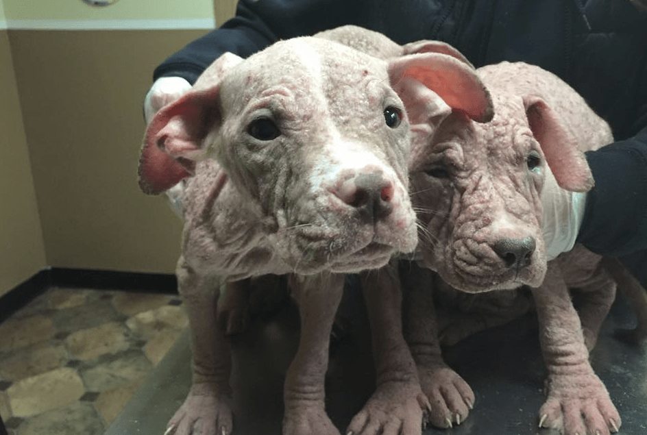 puppies-mange-michigan-12