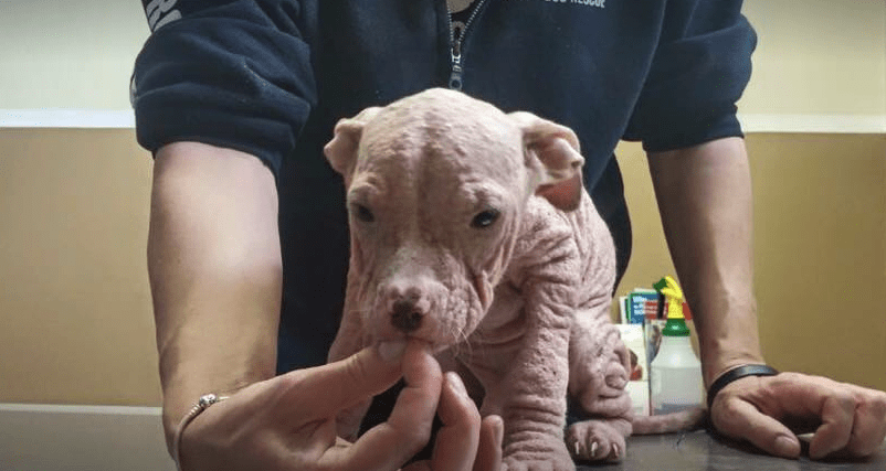 puppies-mange-michigan-10