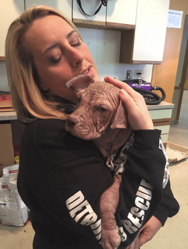 puppies-mange-michigan-7