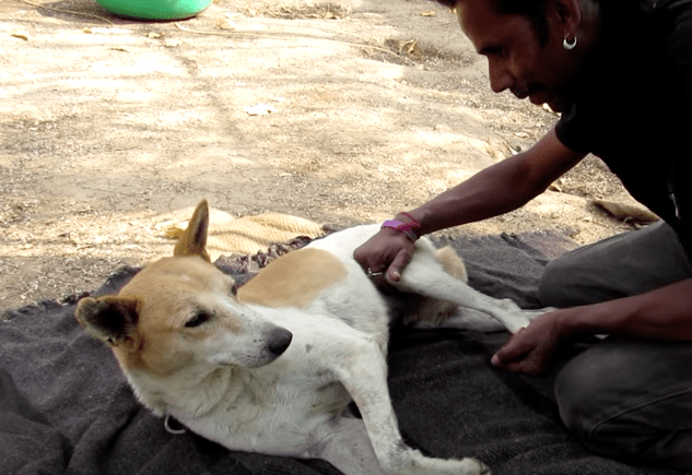 georgie_dog_paralyzed_animal_aid_1