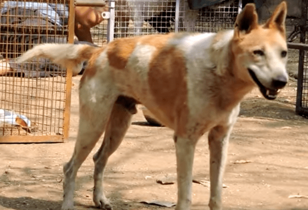 georgie_dog_paralyzed_animal_aid_14