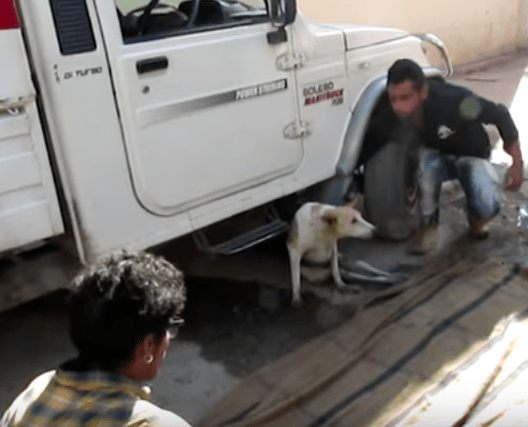 georgie_dog_paralyzed_animal_aid_13