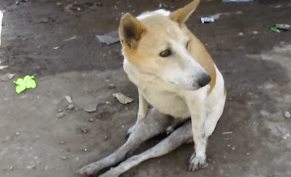 georgie_dog_paralyzed_animal_aid_12