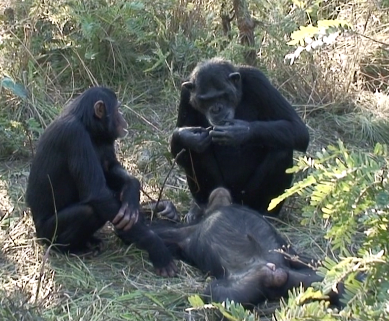 thomas-dead-chimp-zambia-3