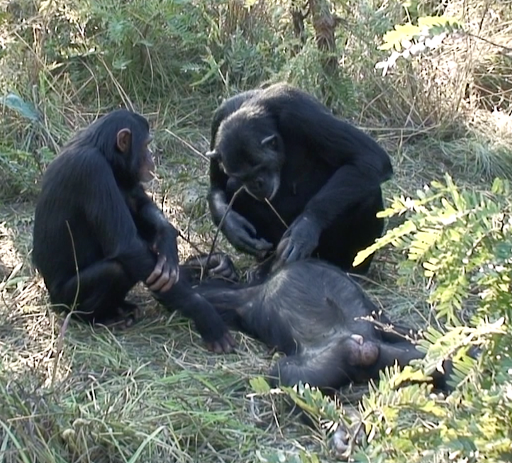 thomas-dead-chimp-zambia-2