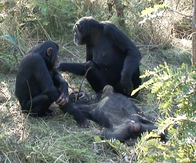 thomas-dead-chimp-zambia-1