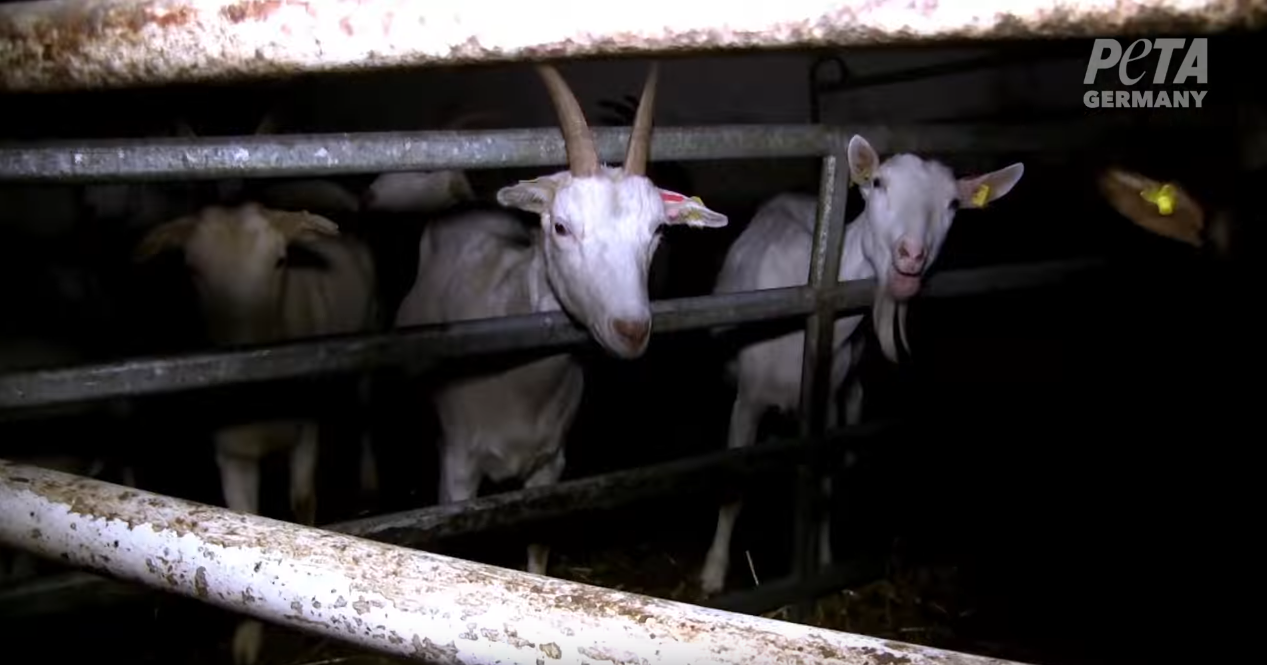 peta-chevres-bio-allemagne-4